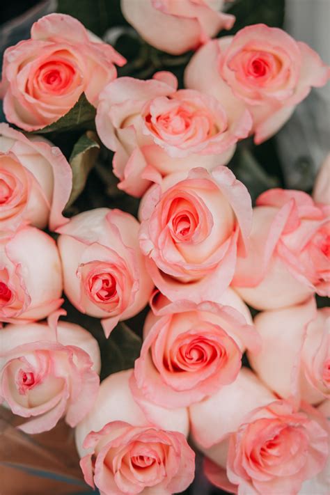 Pink Roses in Close Up Photography · Free Stock Photo