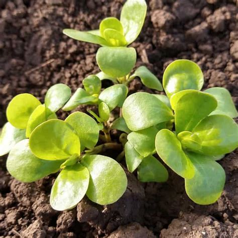 Organic Munich Purslane seed - Adaptive Seeds