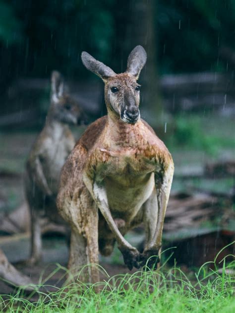 Close up of White Kangaroos · Free Stock Photo