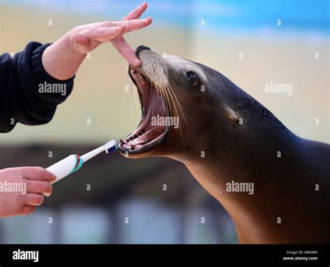 Sea lions teeth cleaned hi-res stock photography and images - Alamy