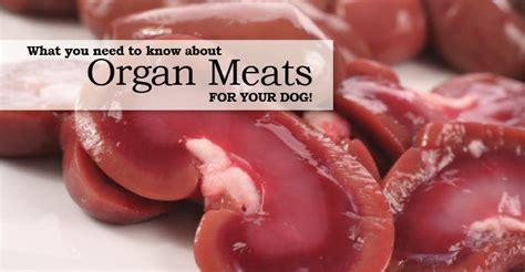 Why Organ Meat Is Important For The Raw Fed Dog | Raw dog food recipes ...