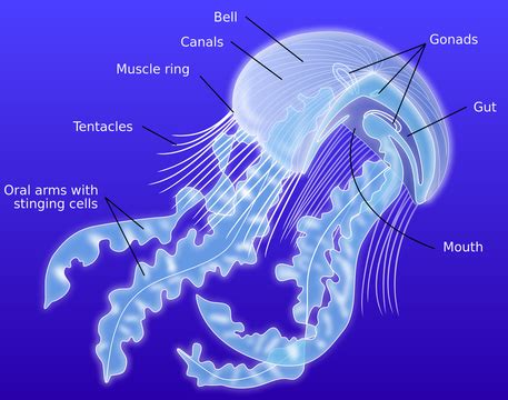 Jellyfish Anatomy - ♥ jellyfish facts ♥