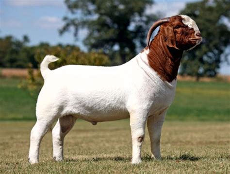 Goat breeds - Boer Goat