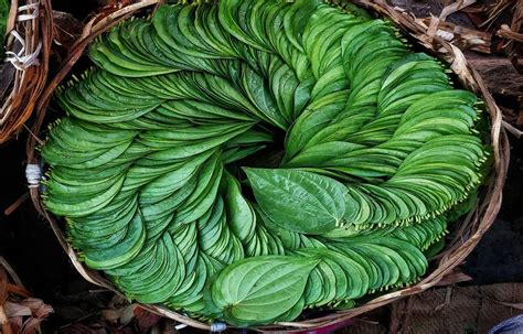 West Bengal Opens Export Scope for Landless Betel-leaf Farmers