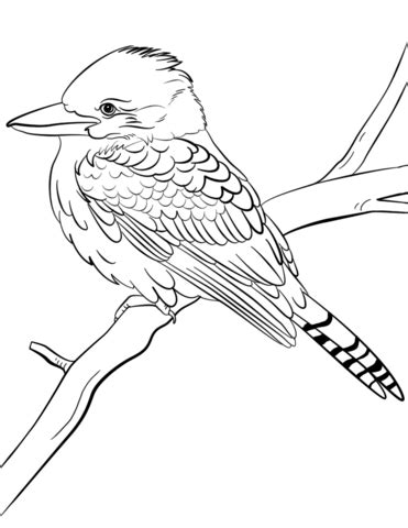 Laughing Kookaburra coloring page | Free Printable Coloring Pages