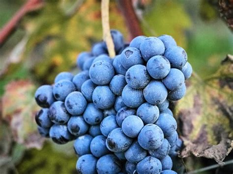 Shot of Beautiful Dark Grapes Stock Photo - Image of diet, climbing: 129363472