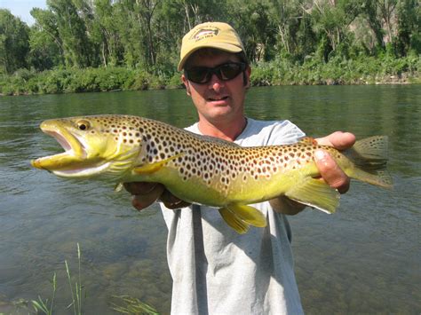 Brown Trout Fishing in Michigan – Troutster.com – Fly Fishing Tips and Tactics