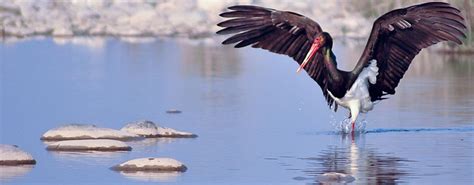 Bird Watching Tour Package in Jim Corbett National Park, Corbett Tour ...