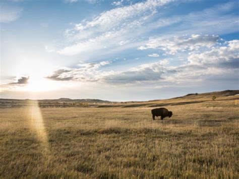 The bison of Badlands National Park need your help | Inhabitat - Green Design, Innovation ...