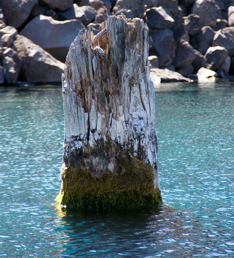 The Old Man Of The Lake - He's been floating in the lake f… | Flickr