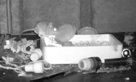 Wildlife Photographer Discovers Tidy Mouse Organizing His Shed | Odd ...