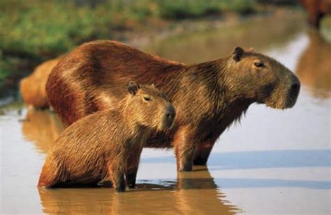 Where do capybaras live