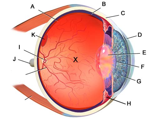 Label the Eye