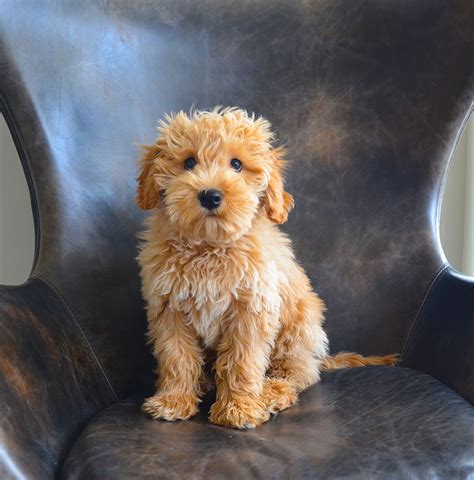 Labradoodle Puppy Cute Puppies, Dogs And Puppies, Cute Dogs, Doggies ...