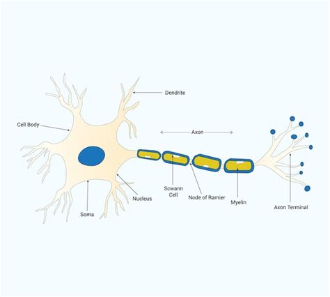 Premium Vector | Medical science educational Neuron structure brain cell diagram schematic ...