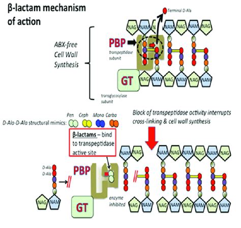 Beta Lactam Antibiotics Mechanism Of Action Ppt - IMAGESEE