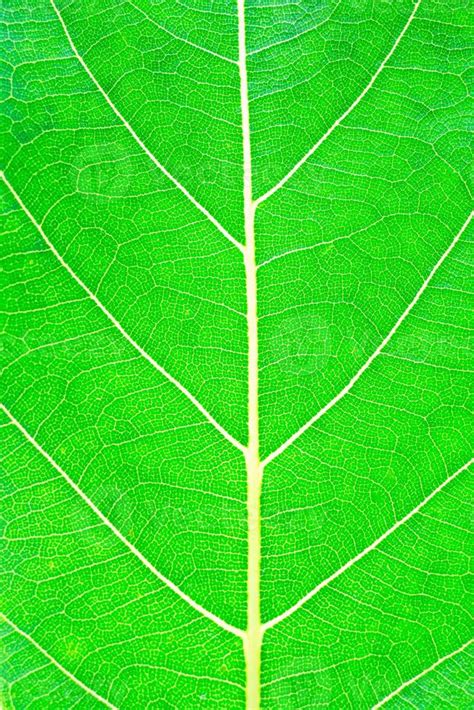 Green leaf texture 8026888 Stock Photo at Vecteezy