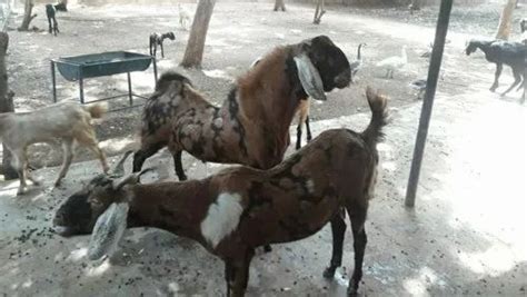 Male Brown Sirohi Goat. Rajasthan Breed., Meat, 27 at best price in Madurai