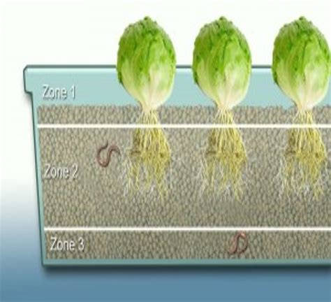 Grow Bed Depth |The Aquaponic Source