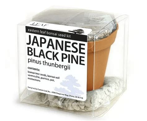 Japanese Black Pine Seeds