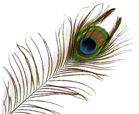 Peacock Feather PNG Image - PurePNG | Free transparent CC0 PNG Image Library