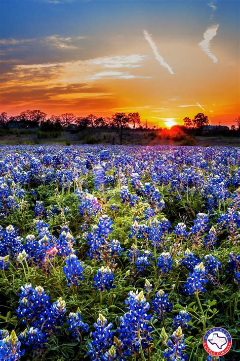 A Bluebonnet Sunset | Beautiful landscapes, Landscape, Blue bonnets