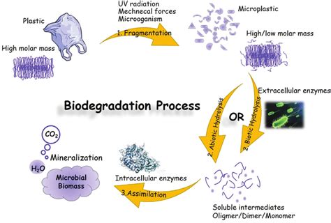 Schematic representation of the different steps involved in biodegradation. | Download ...