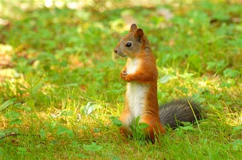 Ardilla roja (Sciurus vulgaris)