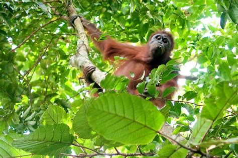 Stories to save the orangutans - CIFOR-ICRAF Forests News