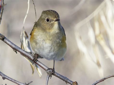 Red-flanked Bluetail - eBird