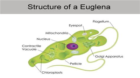 An Overview of the Euglena Classification That'll Interest You - Biology Wise