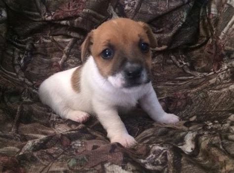 Jack Russell Terrier Puppy for Sale - Adoption, Rescue | Male Jack ...