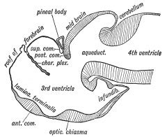 Neural - Prosencephalon Development - Embryology