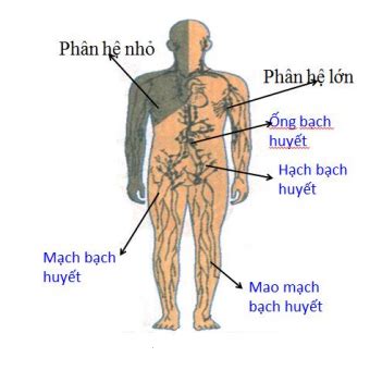 Lý thuyết Tuần hoàn máu và lưu thông bạch huyết sinh 8