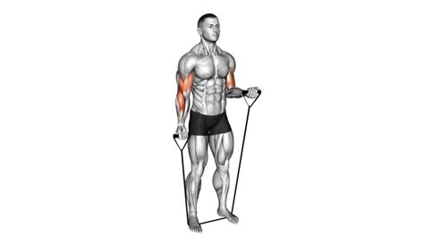 10 Effective Resistance Band Exercises For Bicep To Build Stronger Arms ...