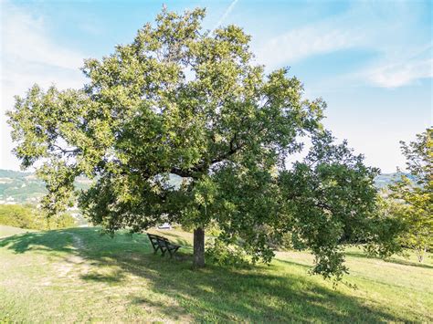 The Best Trees to Plant in Allentown, PA