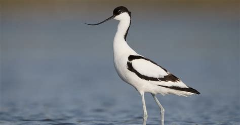 Avocet Bird Facts (Recurvirostra avosetta) | Birdfact