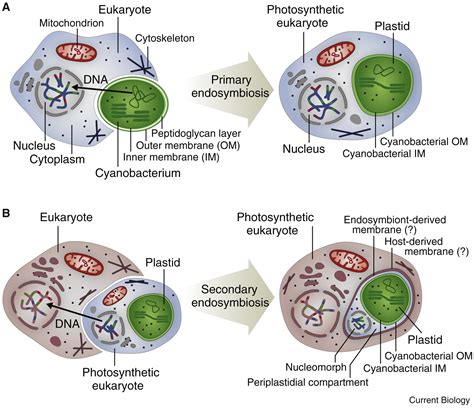 Endosymbiosis and Eukaryotic Cell Evolution: Current Biology