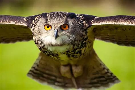 Eurasian Eagle Owl Facts – Eurasian Eagle Owl Habitat & Diet