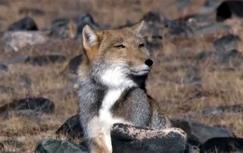 Tibetan Sand Fox Facts, Habitat, Diet, Life Cycle, Baby, Pictures