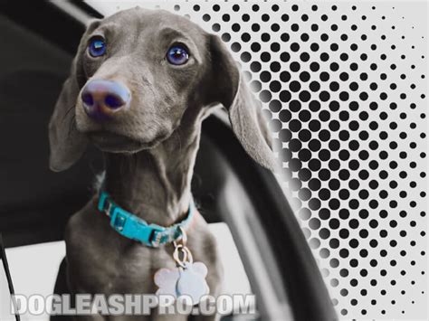 Isabella Dachshund: Complete Guide - Dog Leash Pro