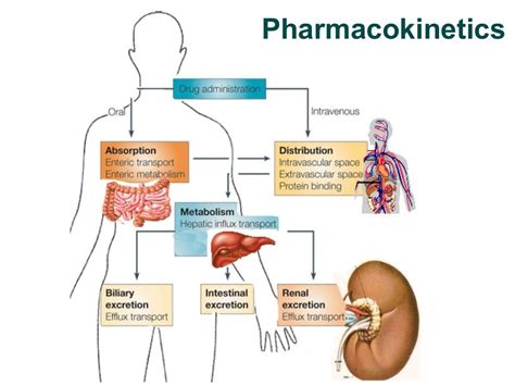 Basic Pharmacology | Pharmacology, Pharmacology nursing, Nursing jobs