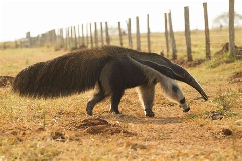 9 Fascinating Anteater Facts