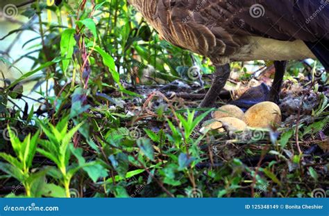 Cluster of Canadian Geese Eggs Stock Image - Image of nest, group: 125348149