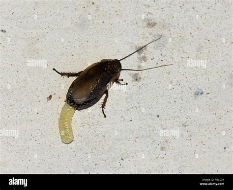 Female cockroach laying an ootheca egg case Stock Photo - Alamy