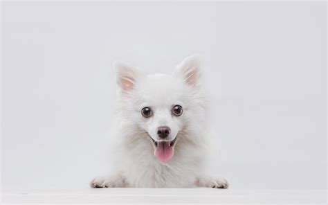 Premium Photo | Portrait of a charming white pomeranian dog at the table on grey background make ...