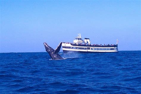 San Diego Dolphin & Whale Watching Tours, Prices, Discounts: TripHobo