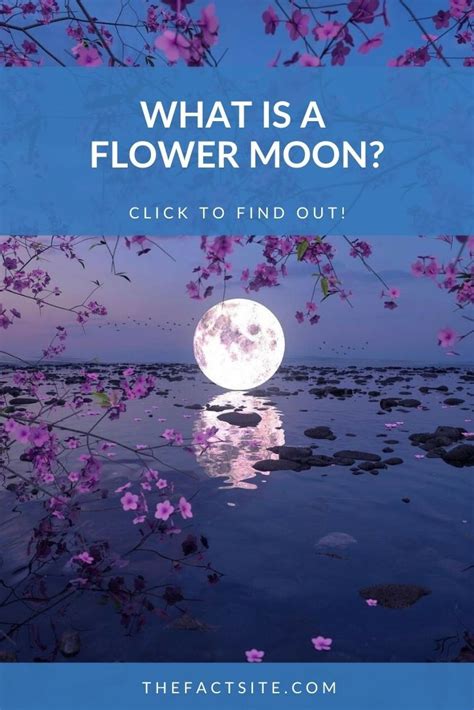 What Is A Flower Moon? - The Fact Site