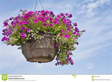 Petunia Hanging Basket stock image. Image of single, potted - 24177431