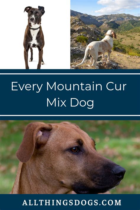 Every Mountain Cur Mix | Mountain cur dog, Rare dog breeds, Unique dog breeds